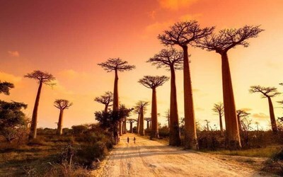 Пошук турів