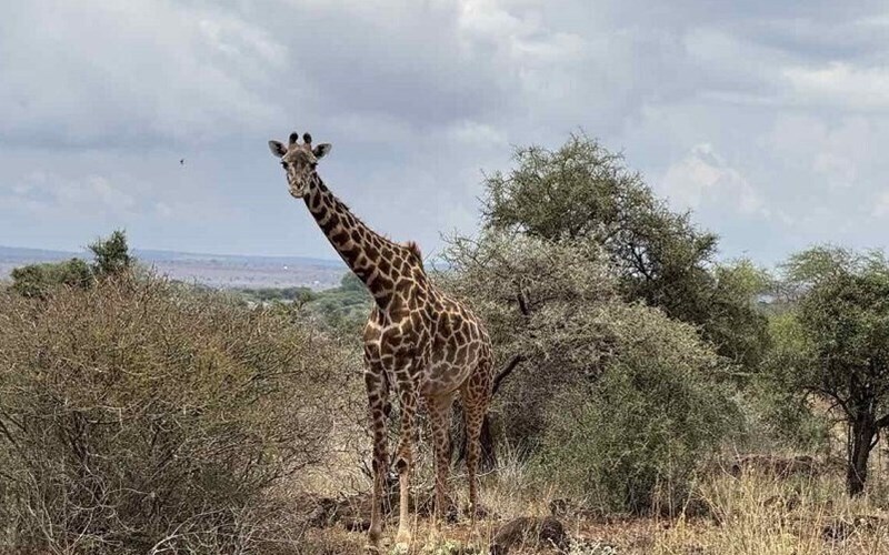 Апартаменти