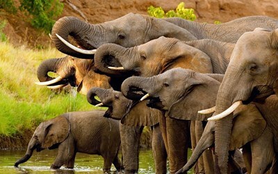 Жемчужина Шри Ланки 3 ночи+ пляж