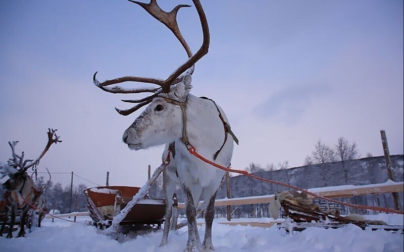 Фотография  